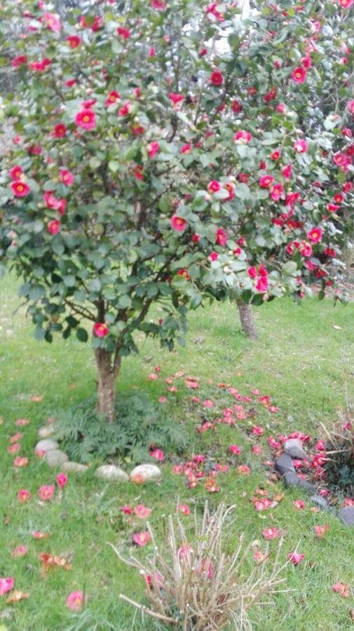 B&B El Jardin De Aes Puente Viesgo Εξωτερικό φωτογραφία