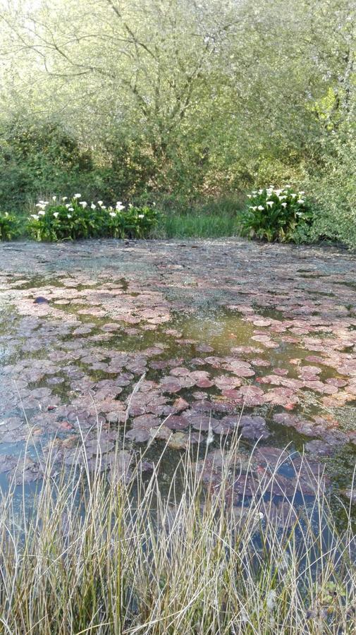 B&B El Jardin De Aes Puente Viesgo Εξωτερικό φωτογραφία